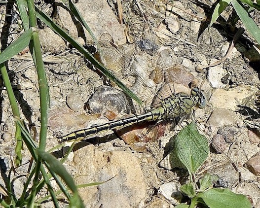western clubtail
